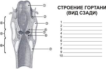 Гортань
